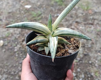 Imagen real de Sansevieria Blue Clon Blanco Abigarrado Tamaño Grande