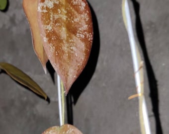 Hoya Sangguensis Borneorot Blätter