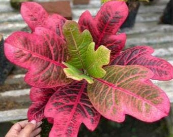 Codiaeum Variegatum Croton Starlight