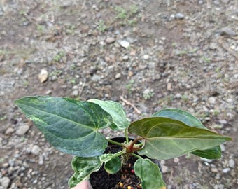 Real Picture Anthurium Blue Papillilaminum Variegated Mutation Small Size Rare Plant