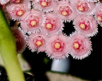 Hoya Parviflora Splash Borneo