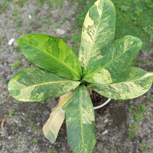 May include: A top-down view of a potted plant with large, variegated leaves. The leaves display a mix of green and creamy yellow patterns. The plant is in a white pot, set against a backdrop of green grass and small pebbles.