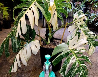 Monstera King Brazilian Marble Variegated Big Leaf