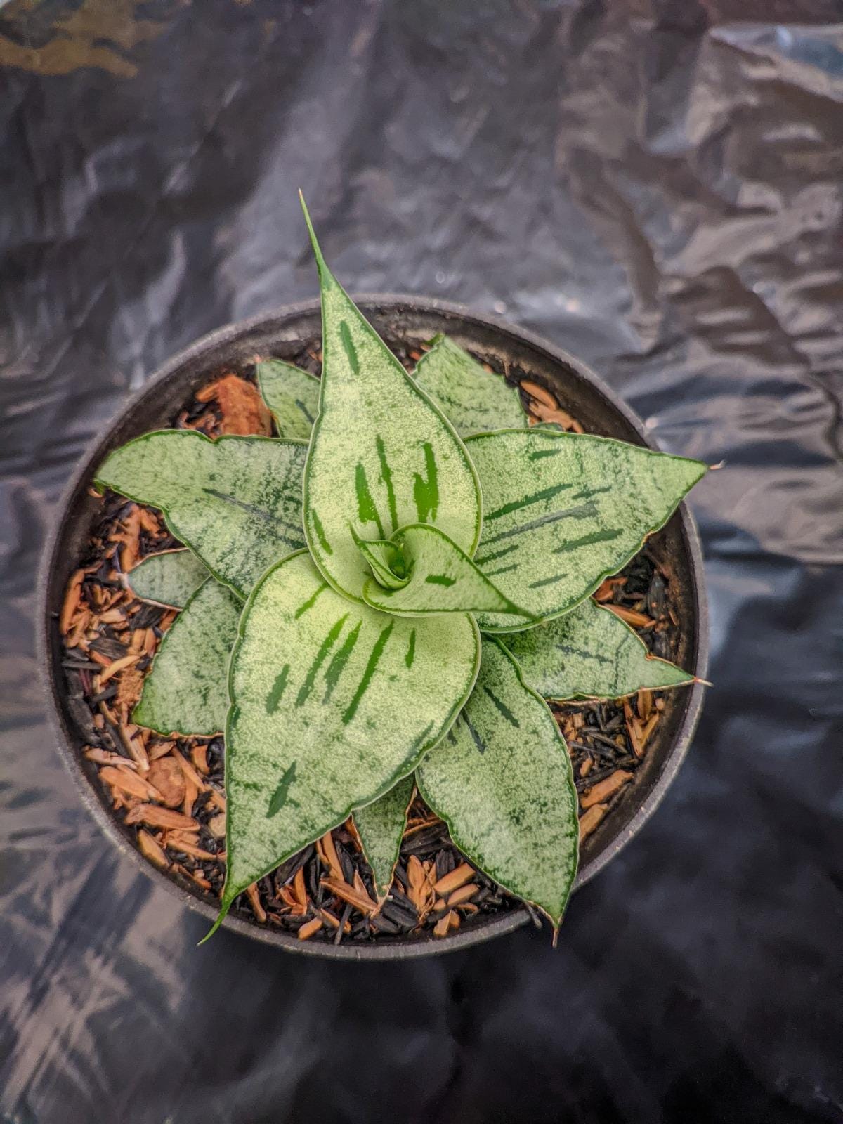 Hybrid sansevieria - Etsy 日本