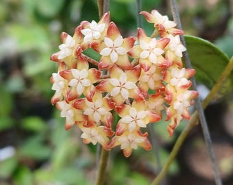 Hoya Callistophylla Black Stone Lush Leaves Real Pict