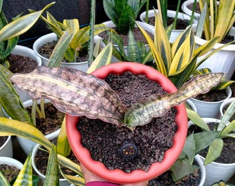 Sansevieria Kirkii Brown Variegated Rare Uniqe Snake Plant - Etsy