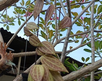 Echtes Bild Hoya Mini Microphylla Rote Borneo Üppige Blätter
