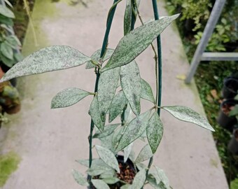 Hoya Parviflora Silver Sp Borneo Big Size