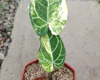 Imagen real de Anthurium Crystallinum abigarrado de 2 hojas