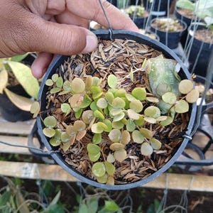 May include: A small, round, black hanging pot filled with a succulent plant. The plant has small, round, green and tan leaves. The pot is suspended by a wire hanger. Other plants are visible in the background.
