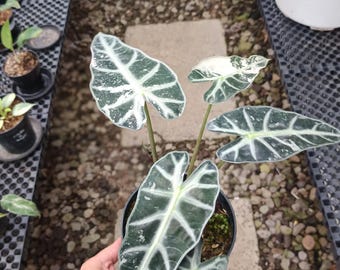 Real Picture Alocasia Bambino Variegated Rare Plant