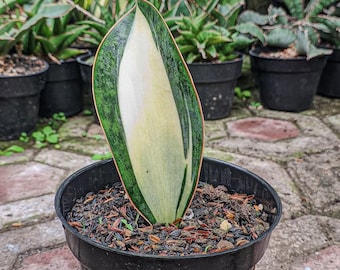 Sansevieria Masoniana Mediopicta Rare Uniqe Plant - Etsy Israel