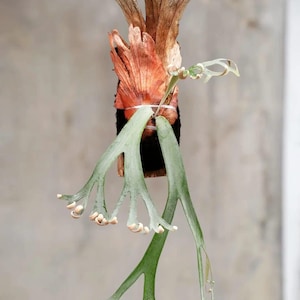 US Seller Platycerium Willinckii Golden Boy Sporeling - Etsy