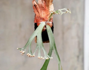 Platycerium Willinckii Roll Medium Size Rare Tropical Plant