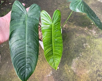 philodendron splash gordon Philodendron bipennifolium 'Splash Gordon'