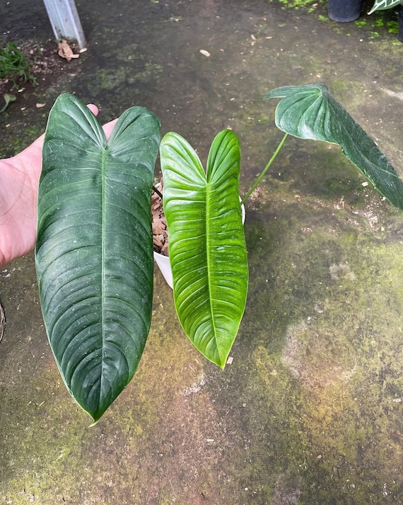 philodendron gloriosum Philodendron gloriosum. – Let's Grow Florida
