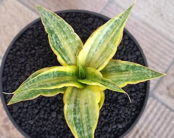 Sansevieria Híbrida Prima Amarilla Variegada Planta Serpiente Rara
