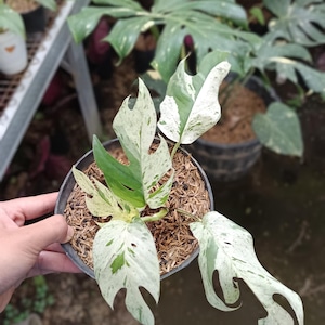 May include: A potted Monstera plant with large, variegated leaves. The leaves display a mix of green and white patterns. The plant is in a black pot filled with soil and mulch, with other plants visible in the background.