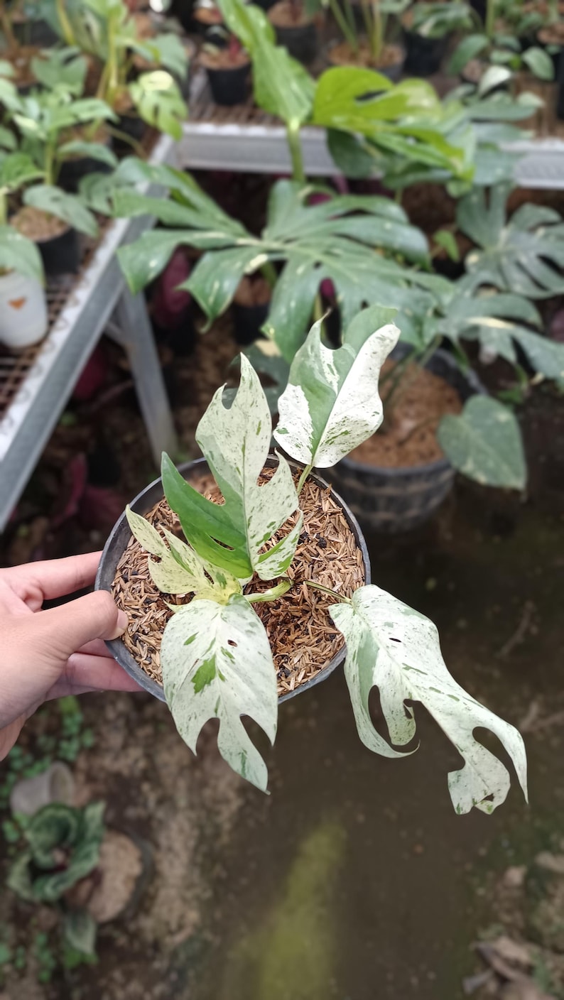 May include: A potted Monstera plant with large, variegated leaves. The leaves display a mix of green and white patterns. The plant is in a black pot filled with soil and mulch, with other plants visible in the background.