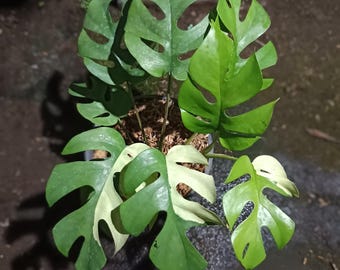 Real Picture Rhaphidophora Tetrasperma Variegated 9 Leaves