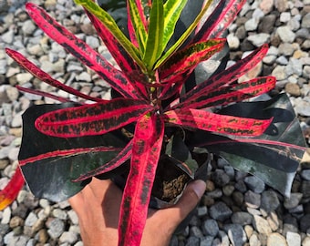 Codiaeum Variegatum Croton Red Channa Real Pict