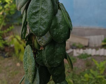 Hoya Piestolepis Pink Sp Papua Okrągłolistna Roślina Matczyna