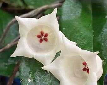 Jolie cloche Hoya SS 180