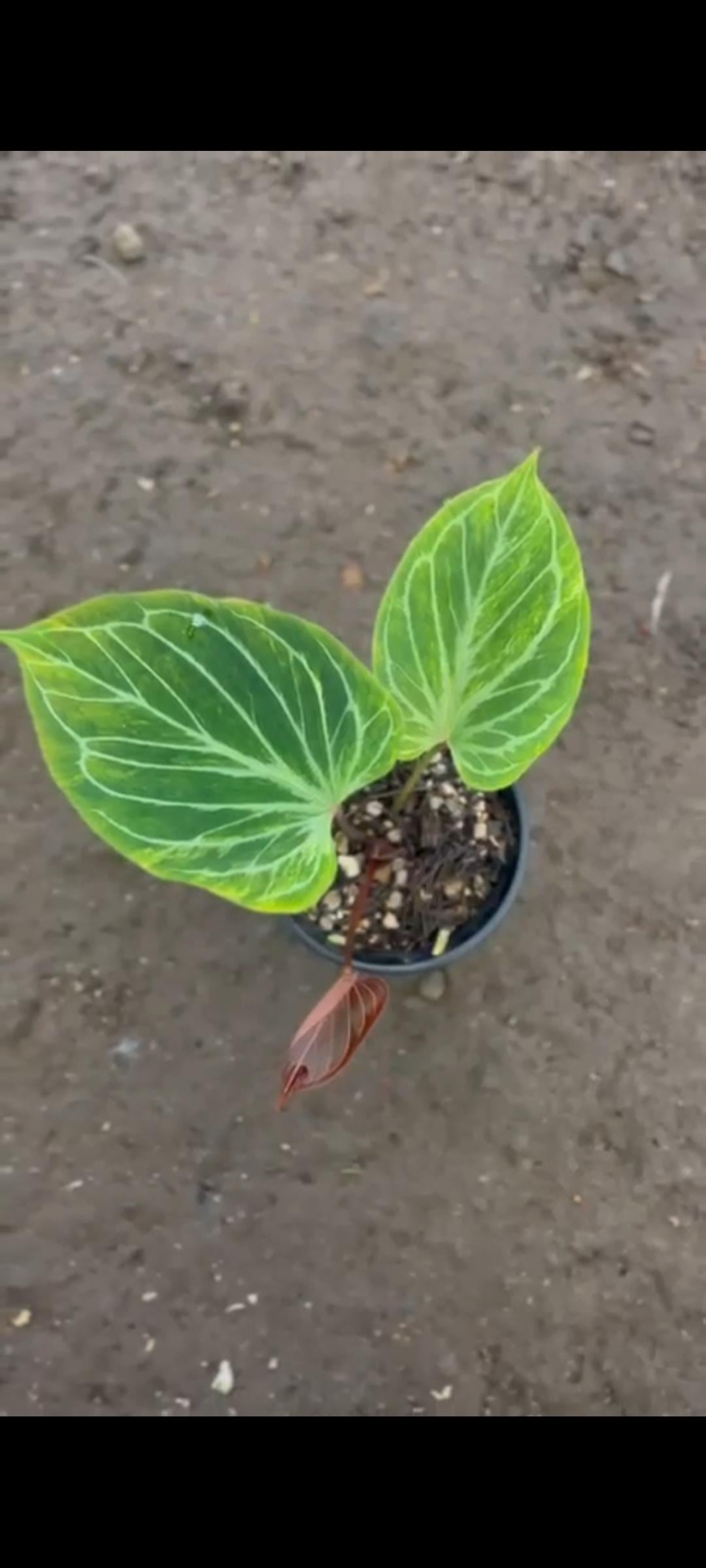bonsai online shop österreich Bonsai