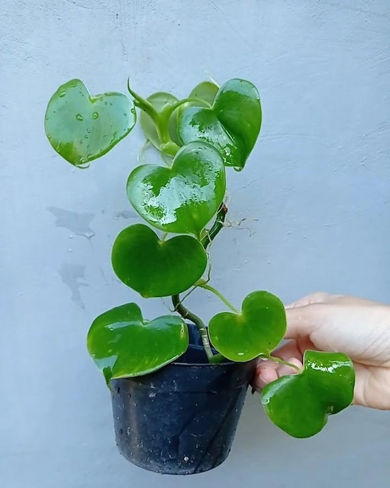 Philodendron Grazielae Rare Plant Medium Size
