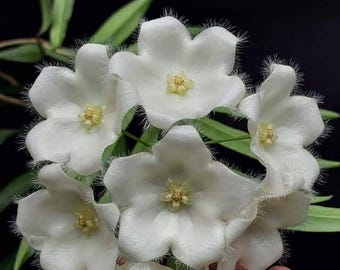 Hoya Paradisea Sp Papua