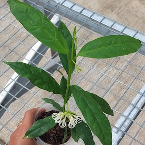 Sansevieria Sp Mecufi Mozambique Medium Size Rare Snake Plant - Etsy