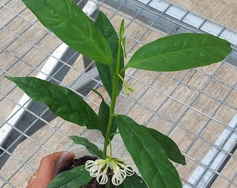 Hoya Decipulae Sp Sumatra