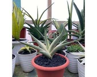 Sansevieria Royal Crown White Variegated Rare Exotic Snake Plant