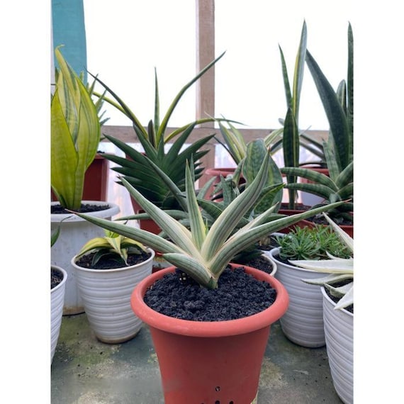 topfpflanze sichtschutz XXL Fargesia Rufa Bambus 180 cm im Topf  Winterharter Schirmbambus bi   Blumen-Senf