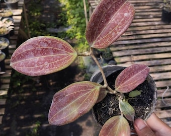 Hoya Quinquenervia Red