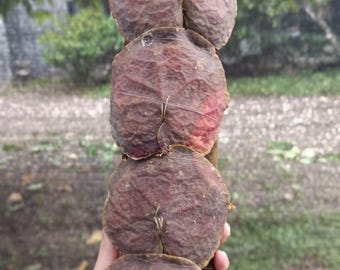 Real Picture Hoya Imbricata Super Red