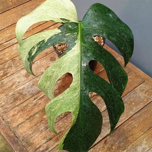 Peut inclure: Gros plan sur une feuille de Monstera panachée, présentant un contraste de couleurs saisissant. Une moitié est vert vif, l'autre est blanc crème avec des marbrures vertes. La feuille a des fenestrations distinctives et est posée sur une surface en bois.