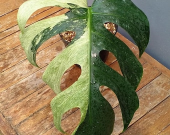 Monstera Jungle Mint Variegated One Leafe