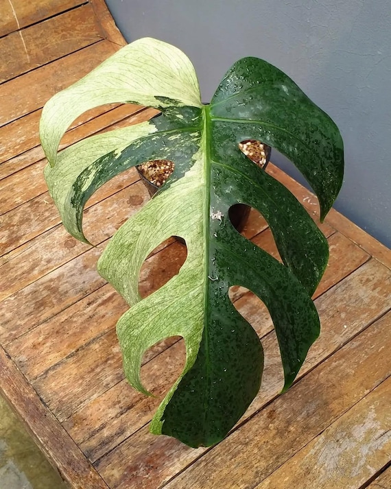 Monstera Jungle Mint Variegated One Leafe - Etsy Israel