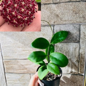 Hoya Mindorensis