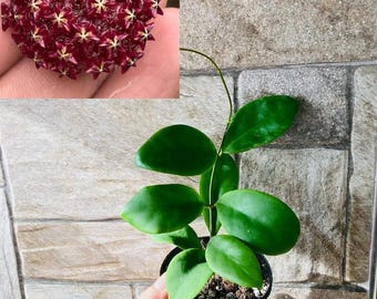 Hoya Mindorensis