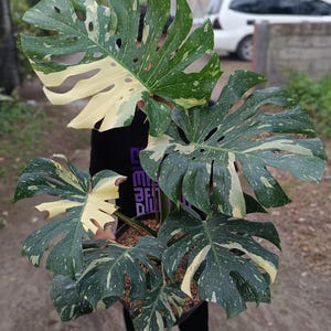 Puede incluir: Una planta de Monstera en maceta con hojas grandes y divididas. Las hojas son de un verde vibrante, salpicadas de blanco y crema. La planta es sostenida por una persona, con un fondo borroso al aire libre.