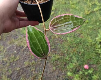 Hoya Makrophylla Pink Albomarginata Echtbild