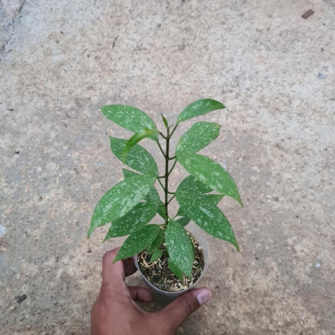 Hoya Multiflora Mini Splash - Etsy