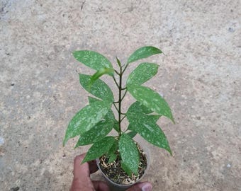 Hoya Multiflora Minispeck