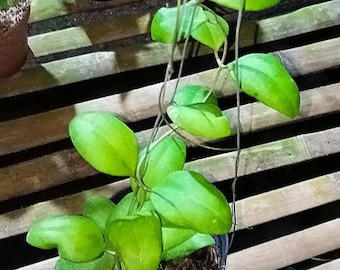 Hoya Batutikarensis Rare Plant Real Pict