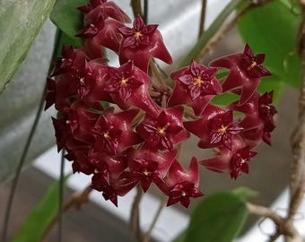 Hoya Sp Sumbawa
