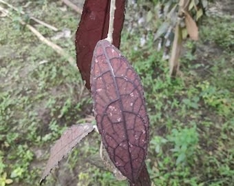 Hoya Clemensiorum Aceh Red