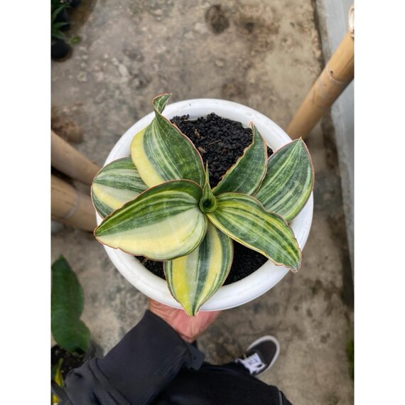 Sansevieria Subspicata White Variegated Big Size - Etsy