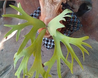 Real Picture Platycerium Willinckii Golden Pedro Dwarf Rare Plant